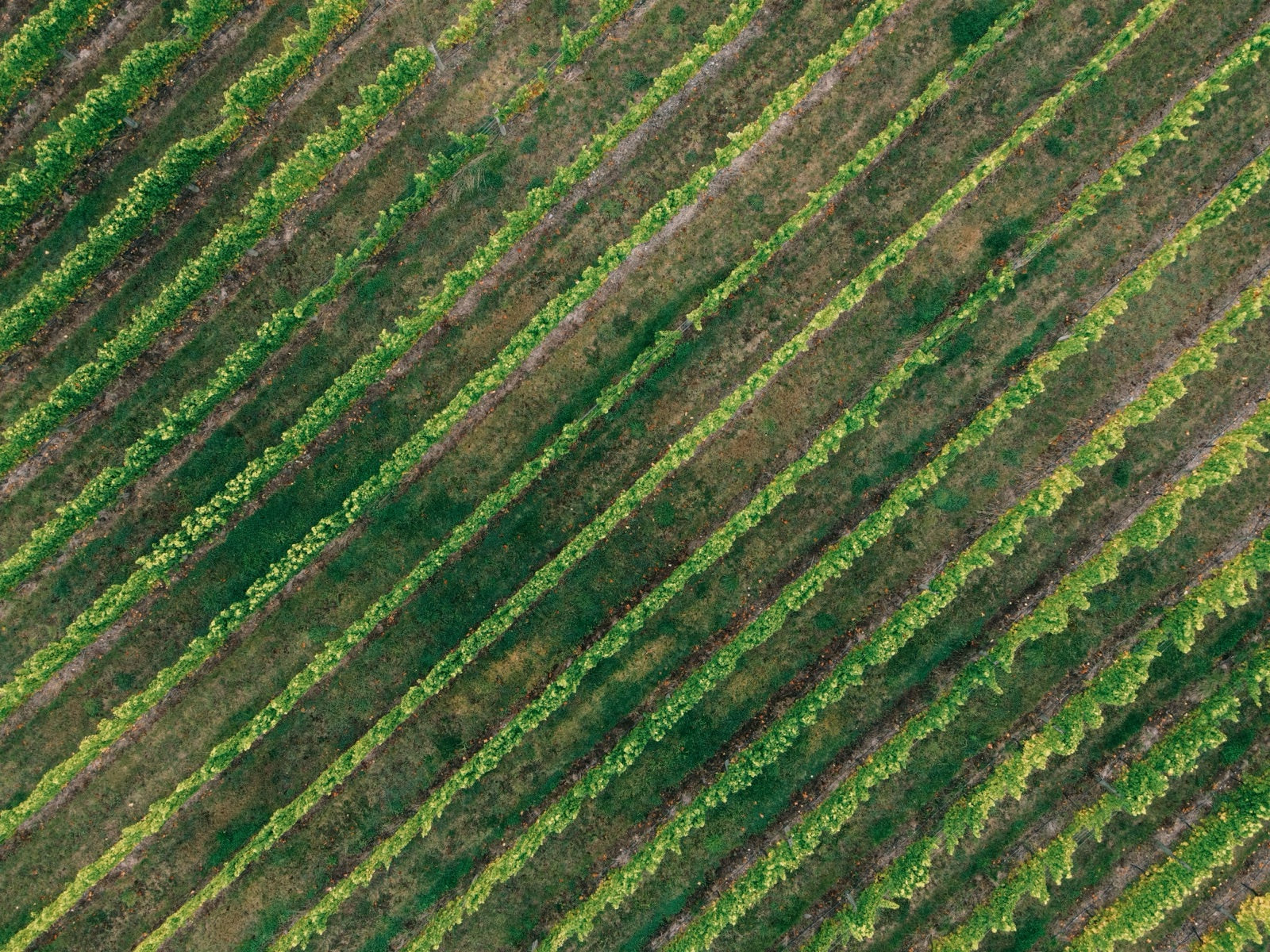 Skovgaard Vine