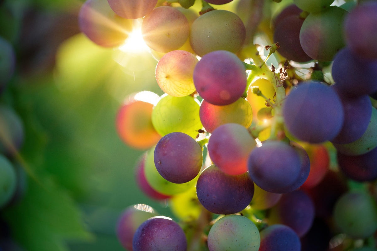 Skovgaard Vine